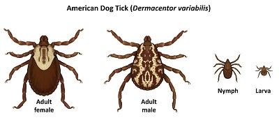 Images of life stages of American Dog Tick