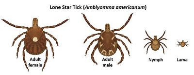 Image of life stages of Lone Star Tick
