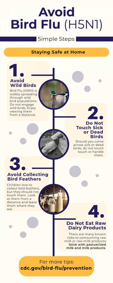 4 things to do to minimize risk of being exposed to bird flu (H5N1). 1. avoid wild birds. 2. Do not touch sick or dead birds. 3. Do not touch/pick up feathers. 4. Do not drink/eat raw milk products.