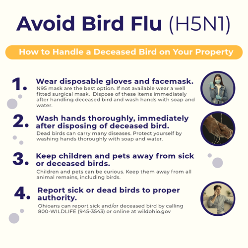 Tips when handling a deceased bird. 