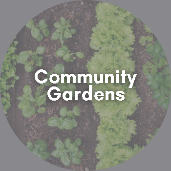Image of a framed garden with lettuces growing. Links to information on community gardens.